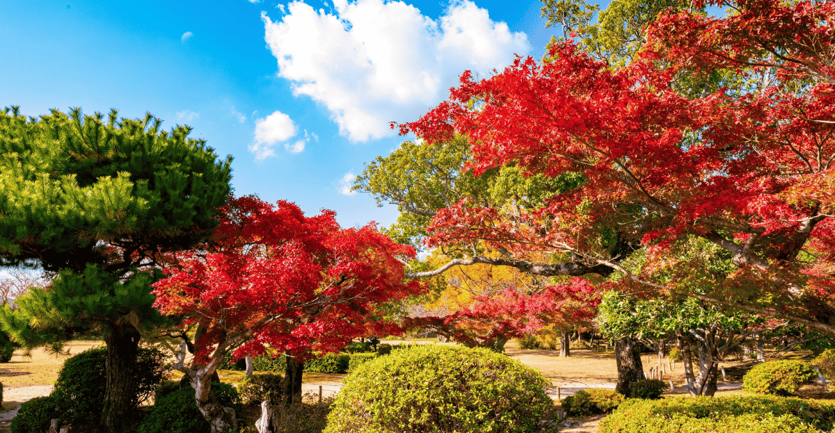 Autumn Gardening in Australia: Simple Seasonal Tips for a Healthy Garden