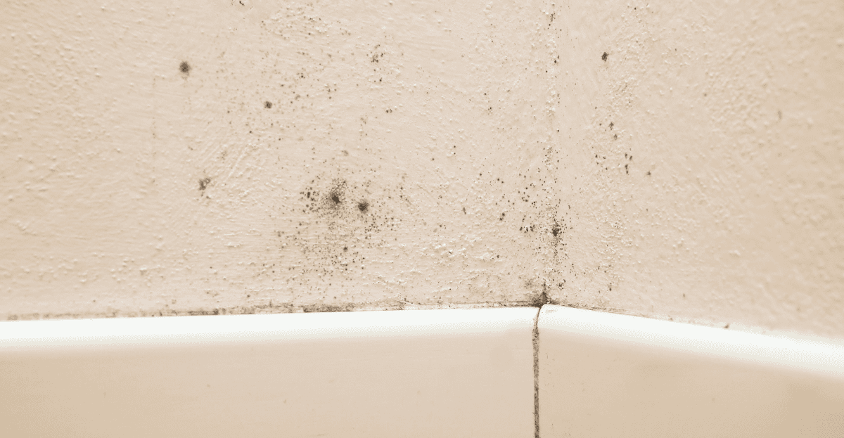 Mould in the Home: Why It Becomes More Common as We Head Into Winter