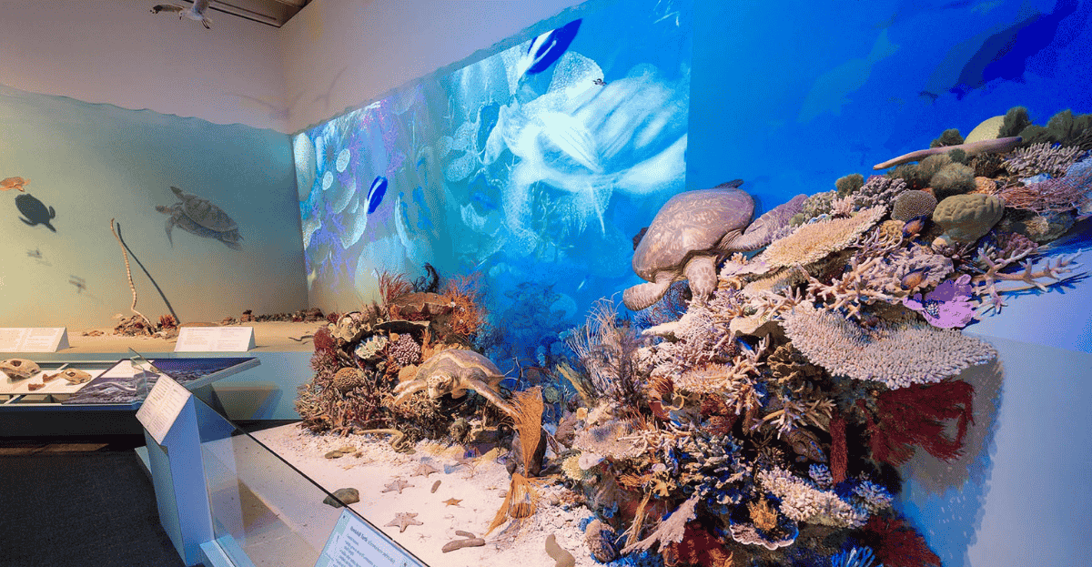 Sensory-Friendly Days Out in Townsville: A Guide for Autistic & Neurodivergent Visitors