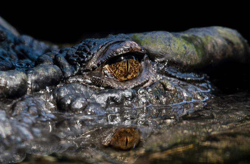 Crocs help human health
