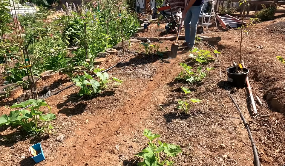 How to grow Sunflowers at Home?