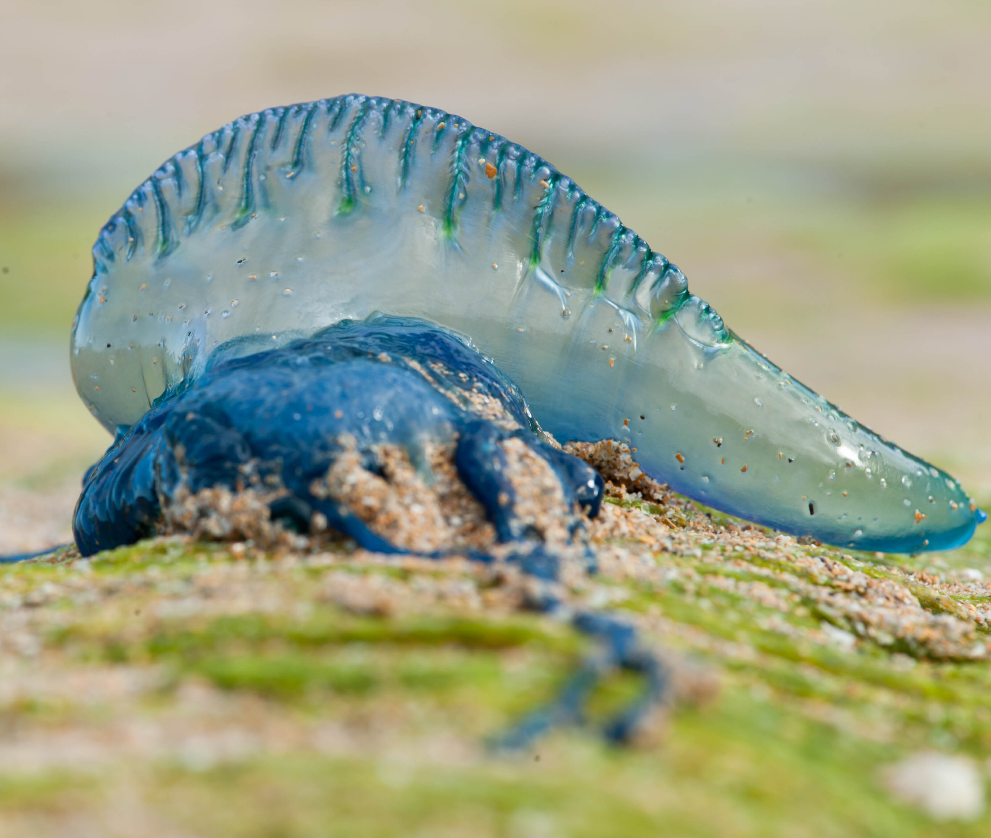 Beware the Blue Bottle: Navigating Sunshine Coast Waters Safely This Summer